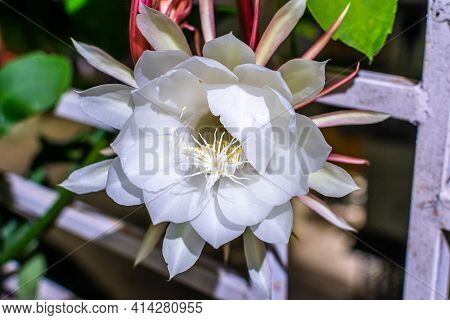 In India There Blooms A Rare Flower Which Can Be Seen Only By The Lucky Ones Brahma  Kamal Also Know