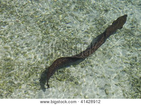 yellowmargin moray
