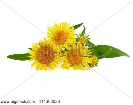 Yellow Flower Of Meadow Fleabane Or British Yellowhead, Inula Britannica