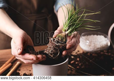 Woman Transplanting Nolina Into Pot At Table, Closeup. House Plant Care