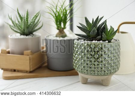 Beautiful Aloe, Nolina And Haworthia In Pots On White Wooden Windowsill, Closeup. Different House Pl