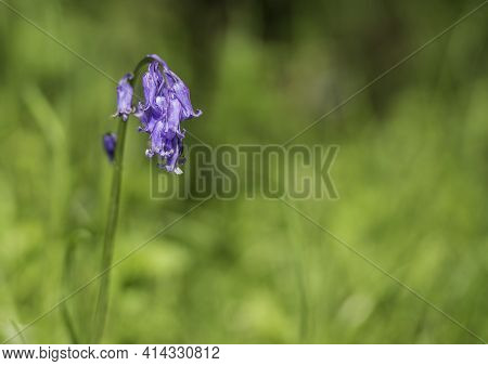 Isolated Common Bluebell From A Green Background.