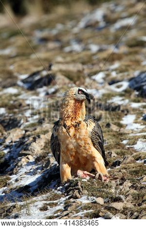 The Bearded Vulture Also Known As The Lammergeier Or Ossifrage On A Hillside With A Dusting Of Snow 