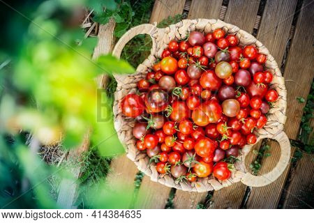 Harvest of cherry tomatoes in a basket