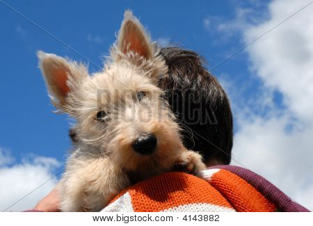 Terrier