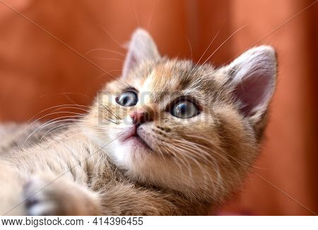Small Kitten Of The British Chinchilla Breed. Little Baby Cat Playing. Family Cats And Domestic Kitt