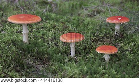 Close Up Of Forrest Floor With Four Red Mushrooms, Amanita Muscaria, Fly Agaric, Fungi, Sphagnum
