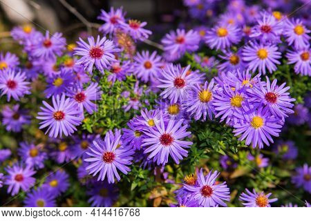 Lilac Flowers New York Aster Or Aster Novi-belgii (latin: Symphyotrichum Novi-belgii) Close Up. Back