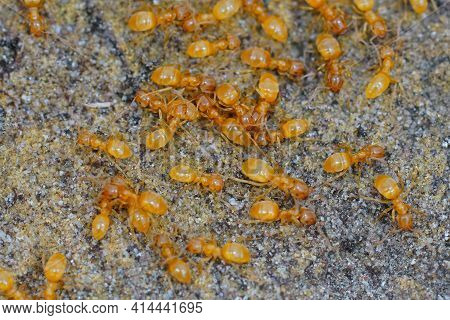 Closeup Of An Aggregation Of Yellow Meadow Ants , Lasius Flavus Under A Stone