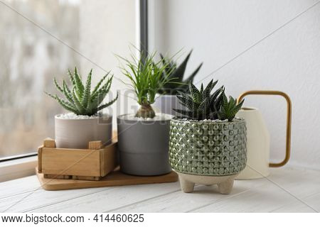 Beautiful Aloe, Nolina And Haworthia In Pots On White Wooden Windowsill. Different House Plants