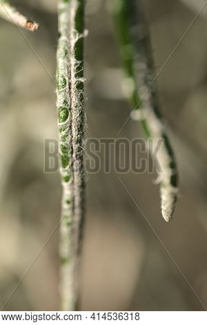 Beautiful Spring Closeup View Of Silver Sage (artemisia Cana) Stem, Evergreen Bush With Narrow Silve
