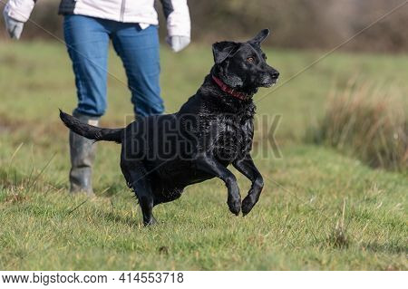 Portrait Of A Playful Black Labrador Running In A Filed
