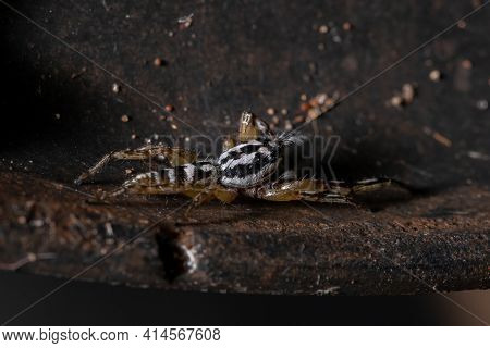 Small Jumping Spider