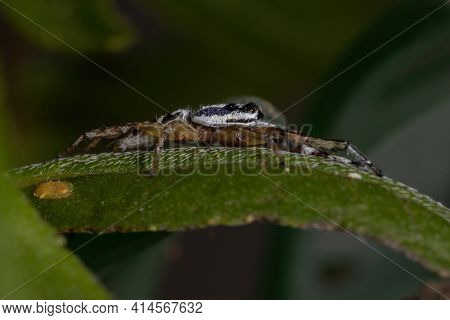 Small Jumping Spider