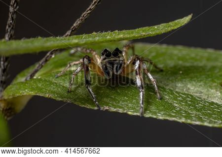 Small Jumping Spider