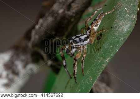 Small Jumping Spider