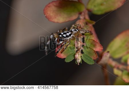 Small Jumping Spider