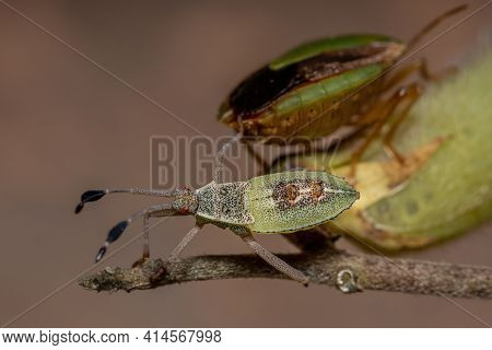 Leaf-footed Bug Nymph