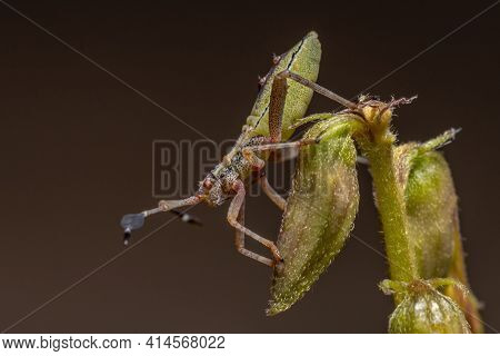 Leaf-footed Bug Nymph