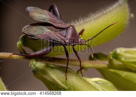 Adult Leaf-footed Bug