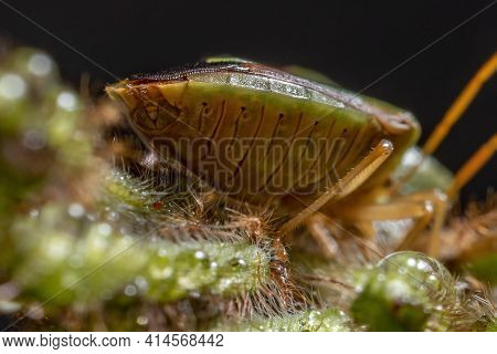 Adult Stink Bug