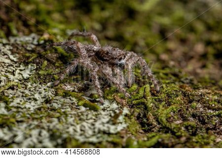 Adult Male Jumping Spider
