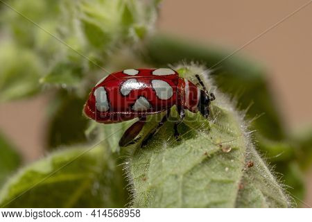 Adult Flea Beetle