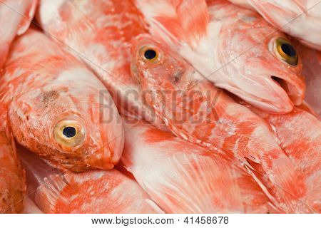 Redfishes
