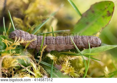 Side View Of A Caterpillar Of The Moth Shadow Monk ,cucullia Umbratica, On A Blade Of Grass