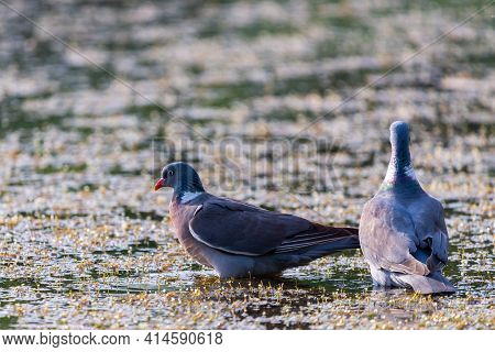 Wood Pigeon, Columba Palumbus, Two Bird In Water Of Lake.
