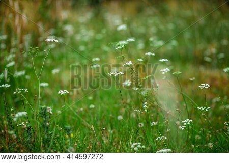 Summer Field Of Delicate Umbellate White Flowers On Thin Stalks On A Sunny Summer Day