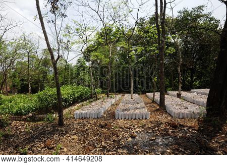 In A Tree Nursery Or Arboriculture