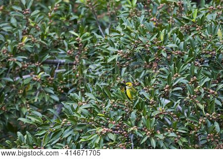A Silver-throated Tanager, Tangara Icterocephala, Feeding In A Fig Tree
