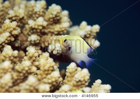 Mar rosso fa (fa Marginatus)