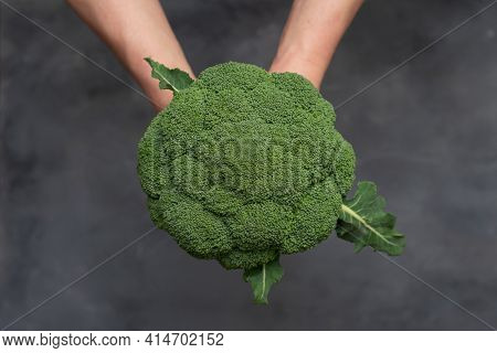 Caucasian Male Hands Holding A Fresh Green Broccoli Isolated On Gray Background.