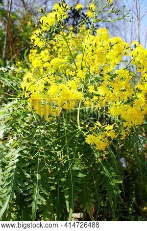 The Yellow Flowers Of Tree Dandelion, Also Known With Scientific Name Sonchus Palmensis