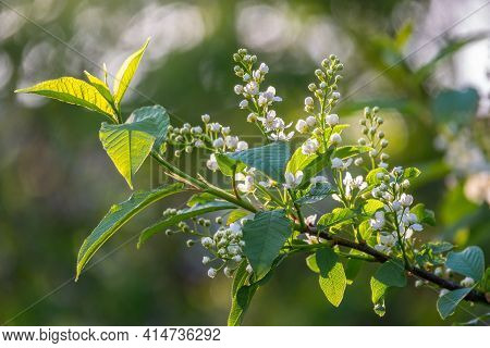 White Flowers Blooming Bird Cherry. Bird Cherry Tree In Blossom. Close-up Of A Flowering Prunus Padu