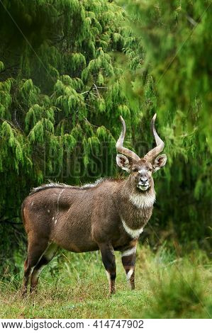 Mountain Nyala (tragelaphus Buxtoni), A Beautiful Endangered Antelope That Lives In A Small Area Of 