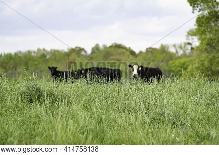 Close Up Of Lush Ryegrass In The Springtime With Angus Crossbred Cattle Out-of-focus In The Backgrou