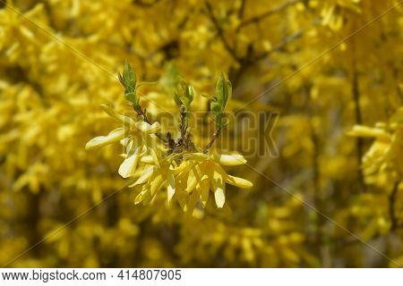 Weeping Forsythia Yellow Flowers - Latin Name - Forsythia Suspensa