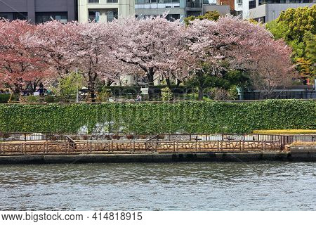 Cherry Blossom Season In Japan. Cherry Blossoms In Sumida Park Of Tokyo, Japan. Sumida River.