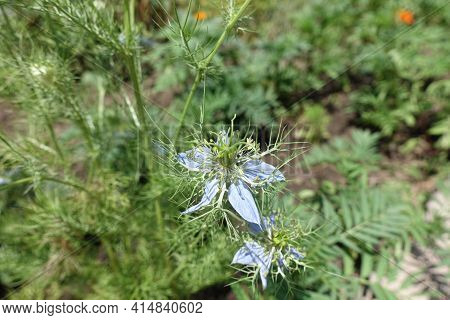 Pastel Blue Flower Of Nigella Damascena In June