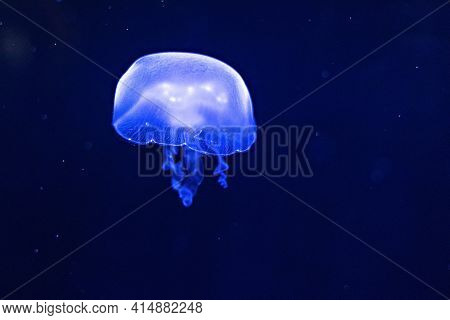 Background Of Beautiful Blue Neon Jellyfish. Aquarium.