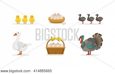 Various Breeds Of Poultry Set, Goose With Goslings And Turkey With Turkey Poults Cartoon Vector Illu
