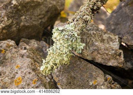 Close Up Of Lichen On A Tree Branch
