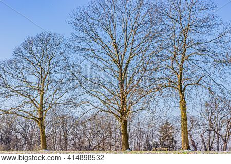 Three Huge Bare Trees On A Hill With Grass With Remnant Of Snow With Trees And A Blue Sky In The Bac