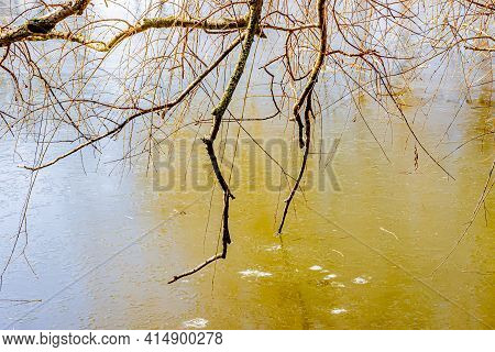 Small Branches Of A Bare Tree On The Frozen Waters Of A Pond, Sunny Winter Day In Kasteelpark Elsloo