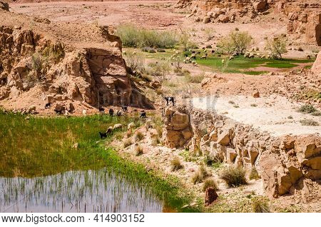Small Natural Lakes In The Desert Full Of Green Grass As A Oasis For Animals Between Zaida And Midel