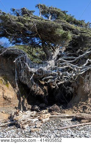 The Tree Of Life On The Coastline Of Olympic National Park In Washington State Clinging Onto The Cli