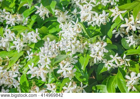 Trachelospermum jasminoides with white flowers